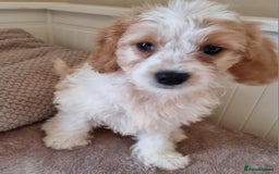 Cavapoo dogs for sale: Fluffy Bundles of Love Looking for Forever Homes! - Image 5