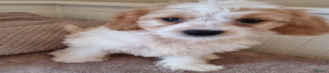 Cavapoo Puppy 1