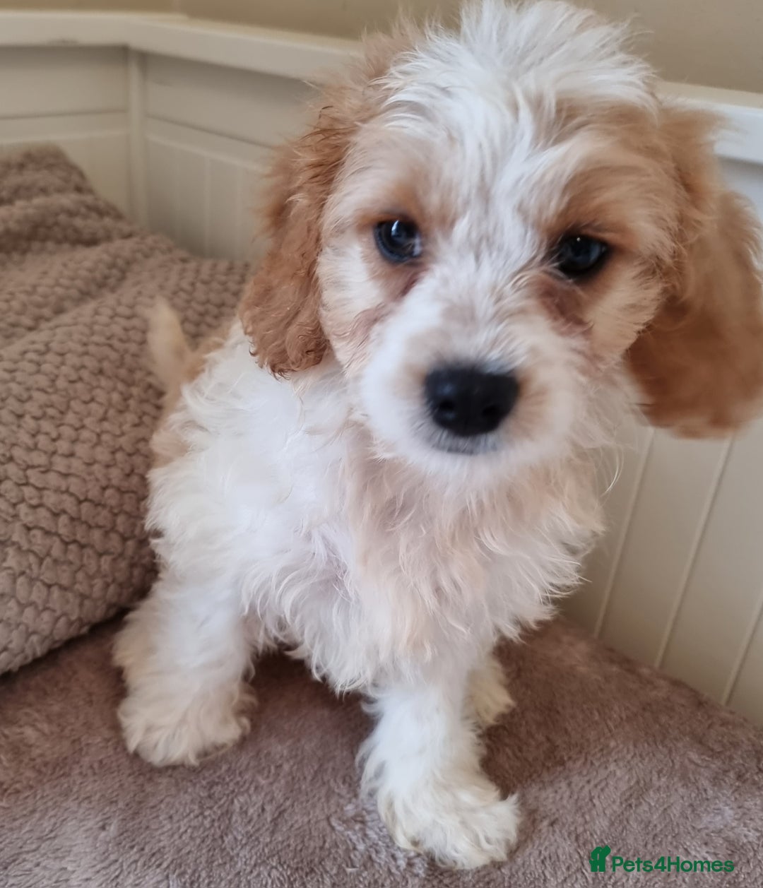 Cavapoo dogs for sale: Fluffy Bundles of Love Looking for Forever Homes! - Image 5
