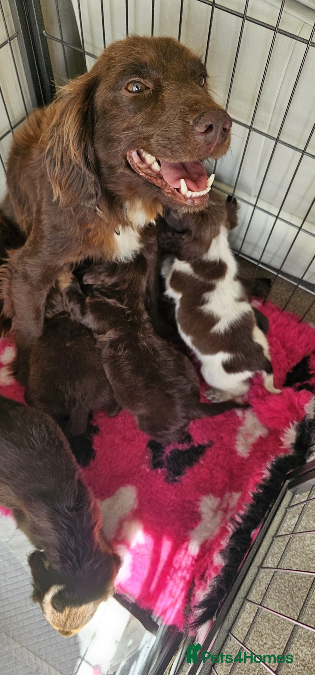 Cocker Spaniel dogs for sale: Ready this Thursday vet checked  - Image 20