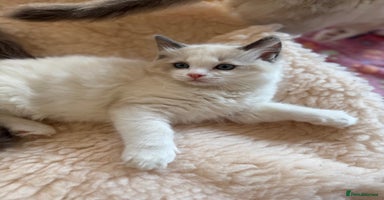 Ragdoll cats - Advert 8