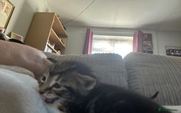 Bengal cats for sale: 3 Bengal mix kittens  - Image 15