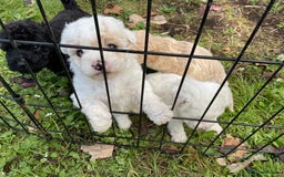 Poochon dogs for sale: Toy Bichon poodle - Image 2
