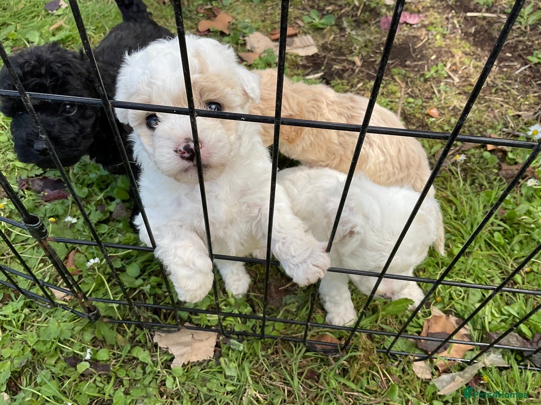 Poochon dogs for sale: Toy Bichon poodle - Image 2
