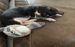 Mixed Breed dogs for sale: Chihuahua x jack Russell male puppy 9 weeks old  - Image 4