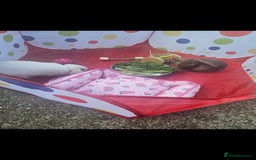 French Lop rabbits for sale: 2 female French lop rabbits and brand new hutch - Image 10