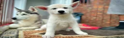 Siberian Husky dogs for sale: Beautiful puppies  - Advert 15
