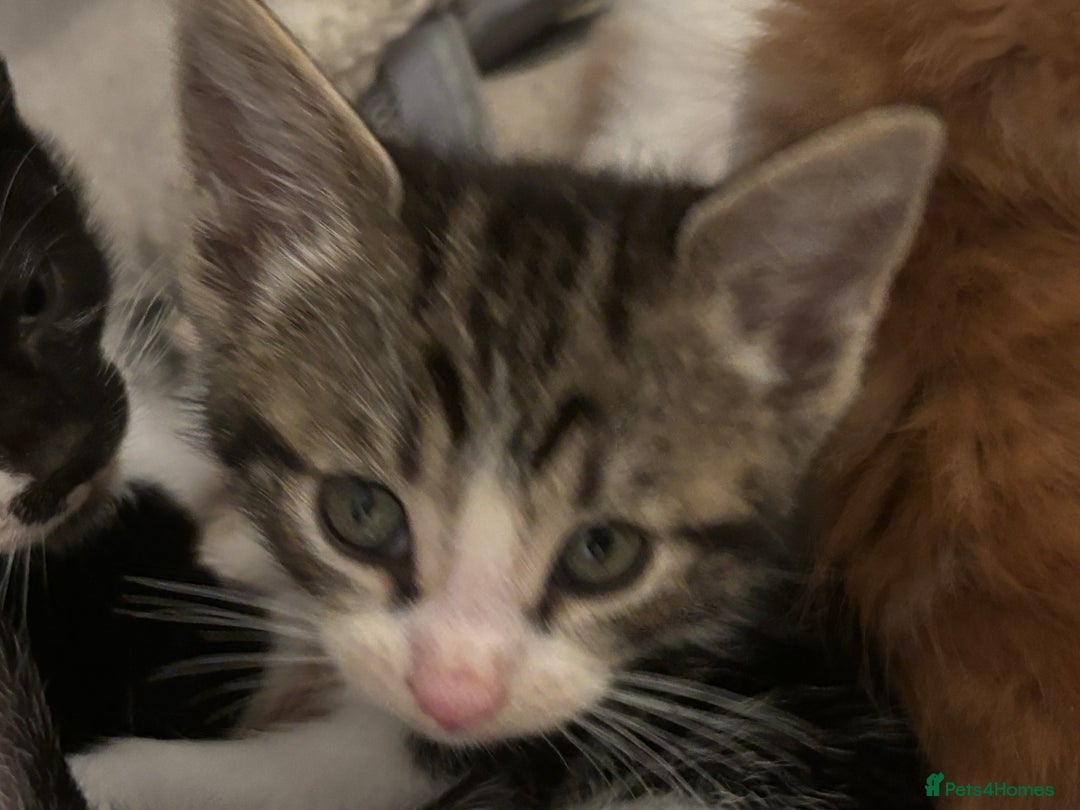 Domestic Shorthair cats for sale: Beautiful friendly Kittens  - Image 30