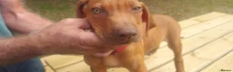 Rhodesian Ridgeback dogs for sale: Kc reg.health tested Rr puppies - Advert 11