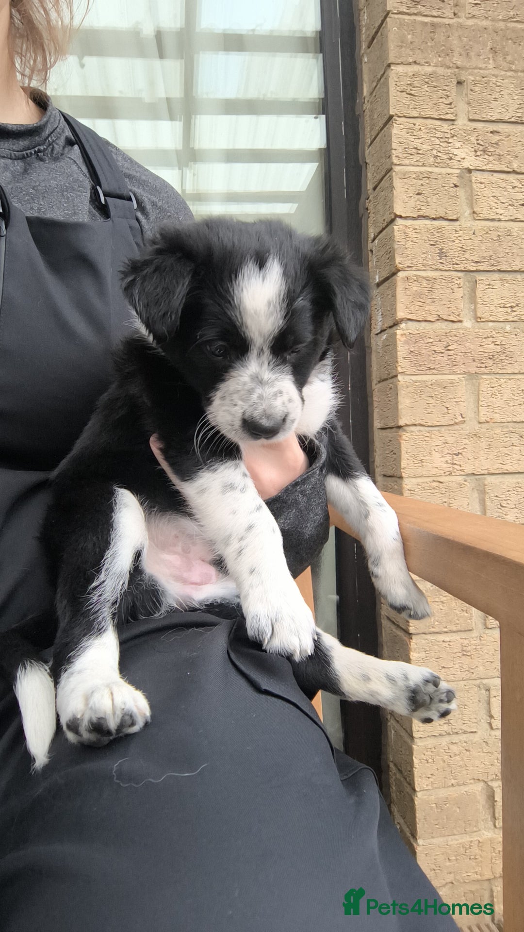 Border Collie dogs for sale: Border Collie Puppies - Image 9