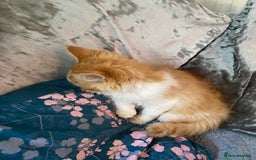 Mixed Breed cats for sale: Beautiful kittens - Image 3