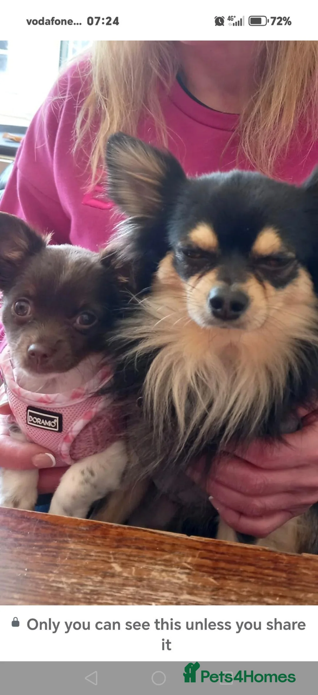 Chihuahua dogs for stud: Stud chihuahua available in Exmouth  - Advert 3