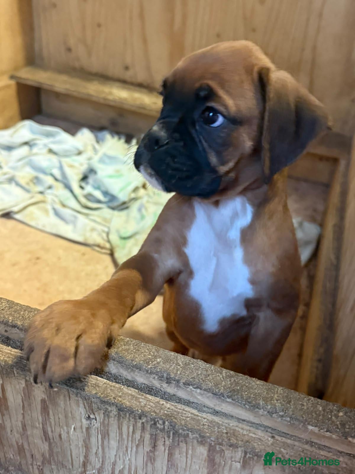 Boxer dogs Boxer puppy for sale. Ready now  - Advert 5