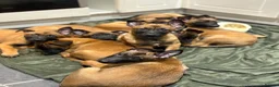 Belgian Shepherd Dog dogs for sale: Belgian Malinois Puppies - Advert 15