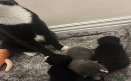 Domestic Shorthair cats for sale: Three domestic shorthair for sale  - Image 14