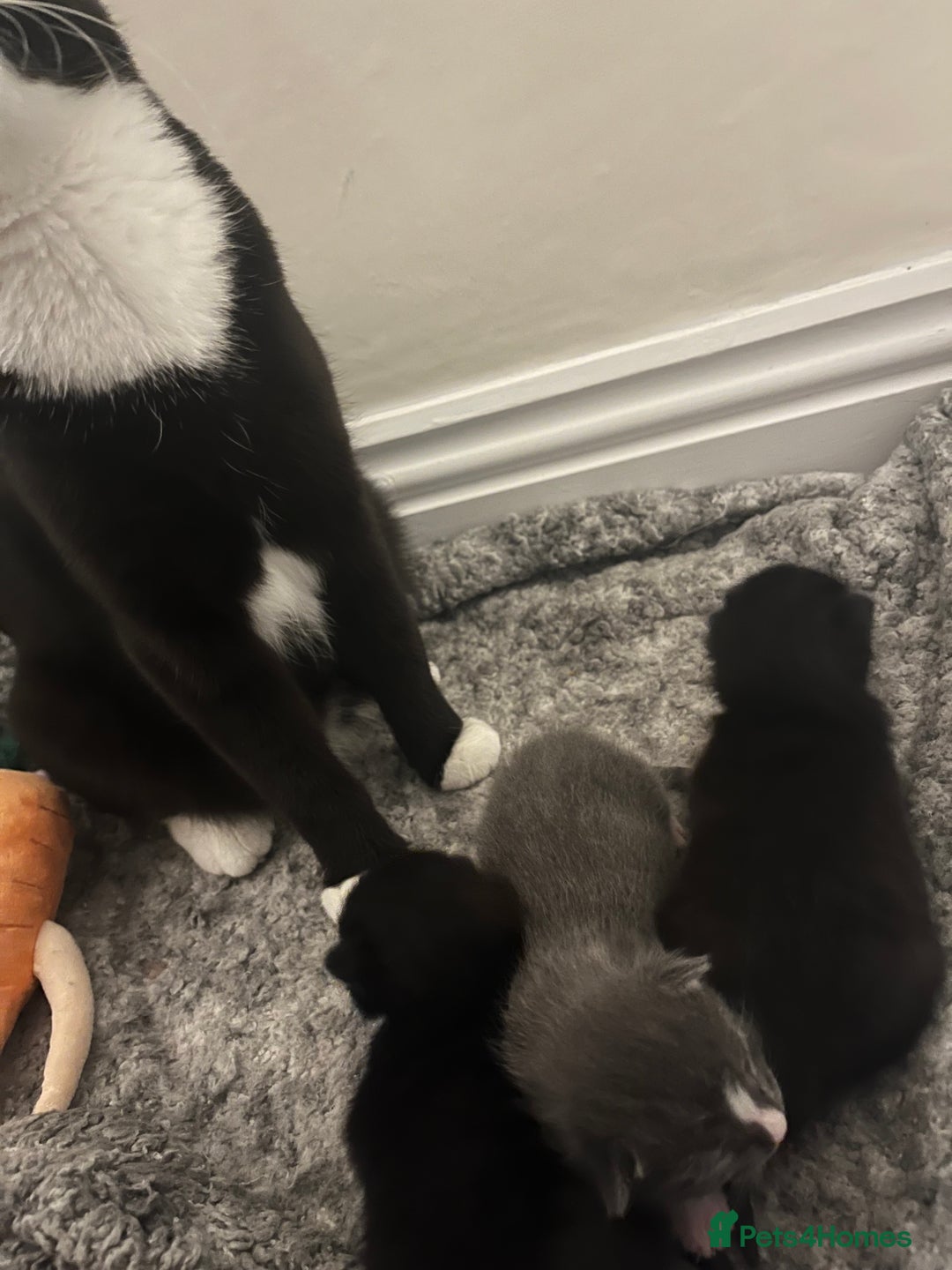 Domestic Shorthair cats for sale: Three domestic shorthair for sale  - Image 14
