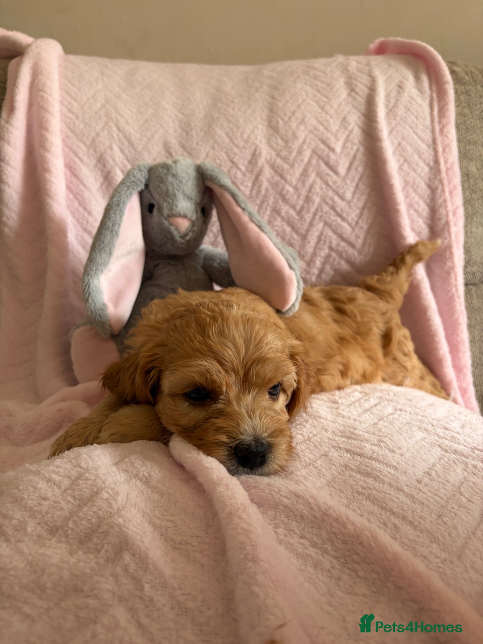 Cavapoo dogs Gorgeous F1B Cavapoo puppies - Advert 2