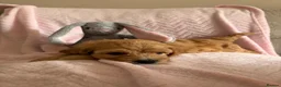 Cavapoo dogs for sale: Gorgeous F1B Cavapoo puppies - Advert 22