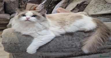 Ragdoll cats - Advert 4