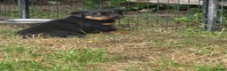 Rottweiler dogs for sale: Rottweiler puppies West Sussex / Surrey border - Advert 6
