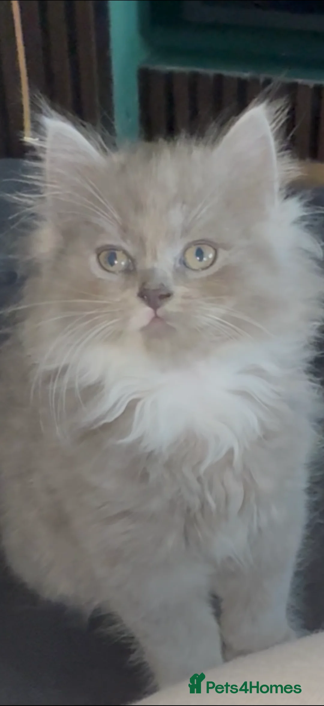 British Longhair cats for sale: Stunning British long hair  in Matlock - Advert 15