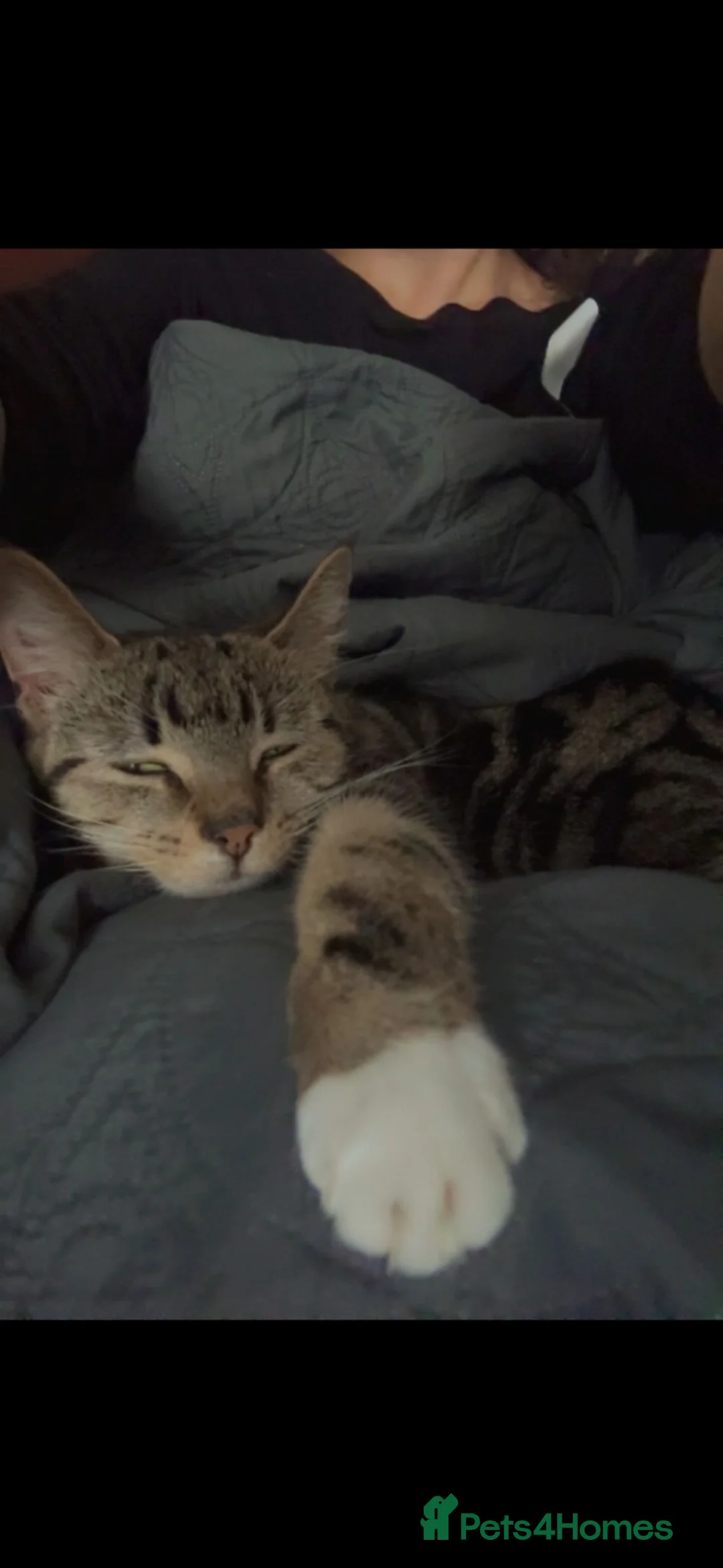 Mixed Breed cats for sale: Gorgeous tabby femaleLooking for her forever home  - Advert 4