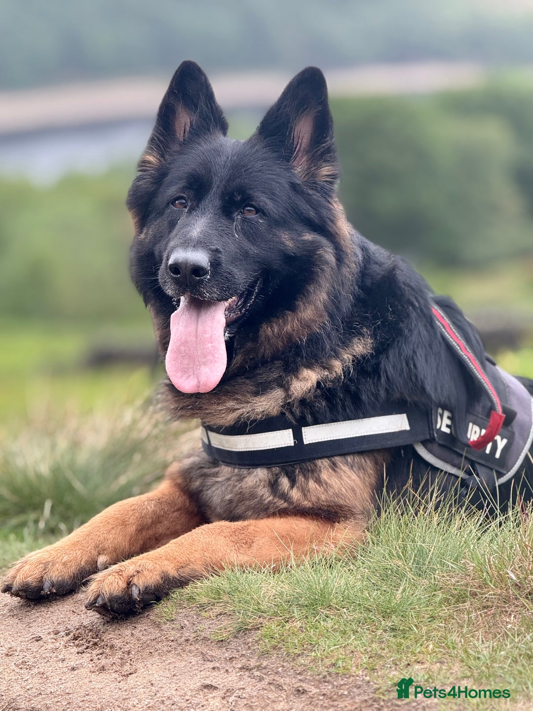 German Shepherd dogs for sale: Long haired GSD bitch - Image 4