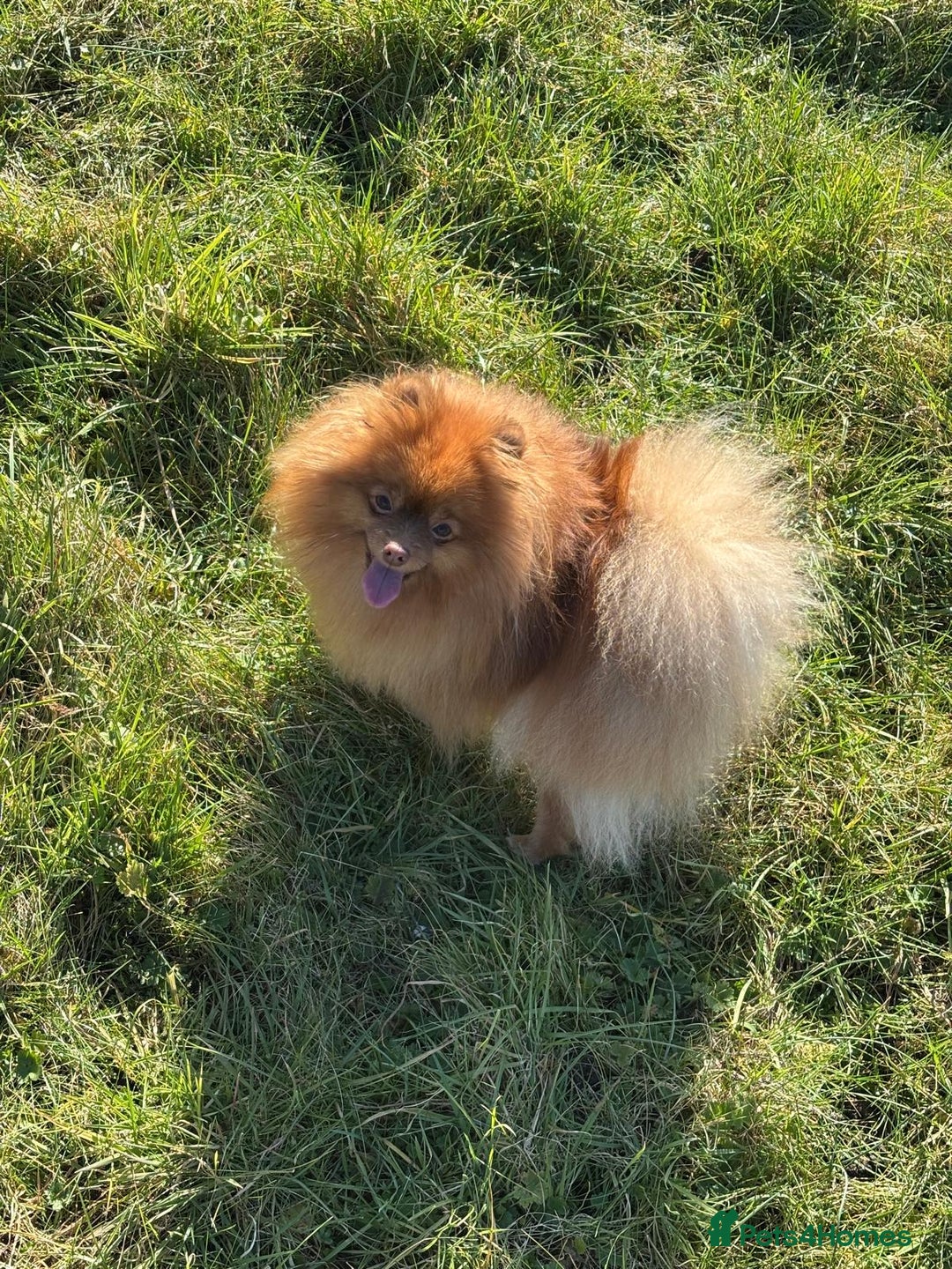 Pomeranian dogs for sale: Exotic color, mini Pomeranians  - Image 8