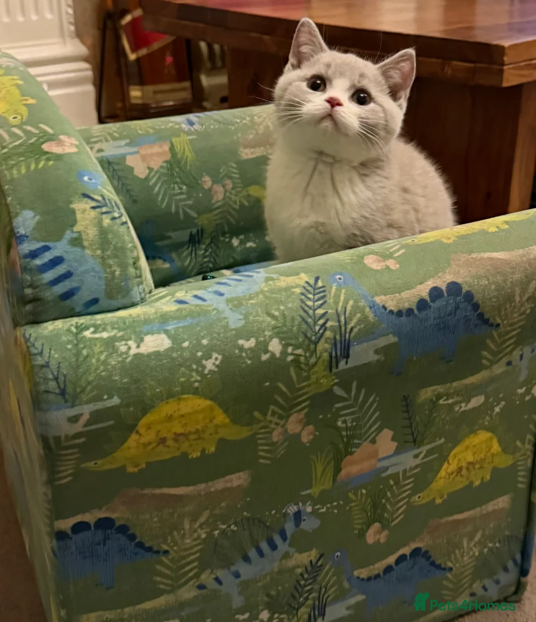 British Shorthair cats for sale: Lilac & White British Shorthair Male - Advert 3