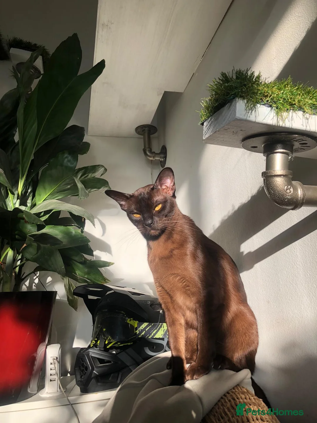 Burmese cats for sale: 5 beautiful blue Burmese kittens  - Advert 1
