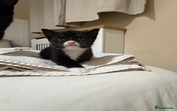 British Shorthair cats for sale: Beautiful Tuxedo kittens  - Advert 3