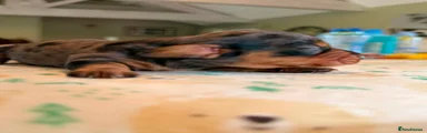 Miniature Dachshund Puppy 4