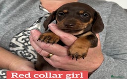 Miniature Dachshund dogs for sale: Miniature dachshund puppies - Image 12