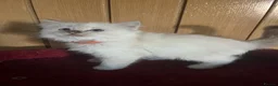 Ragdoll cats for sale: Gorgeous Tica ragdoll kittens  - Advert 18