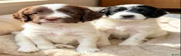 Sproodle dogs for sale: Rare Merle Sroodles Ready To Leave  - Advert 9