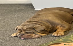 English Bulldog dogs for sale: Beautiful female pedigree bulldog  - Image 2
