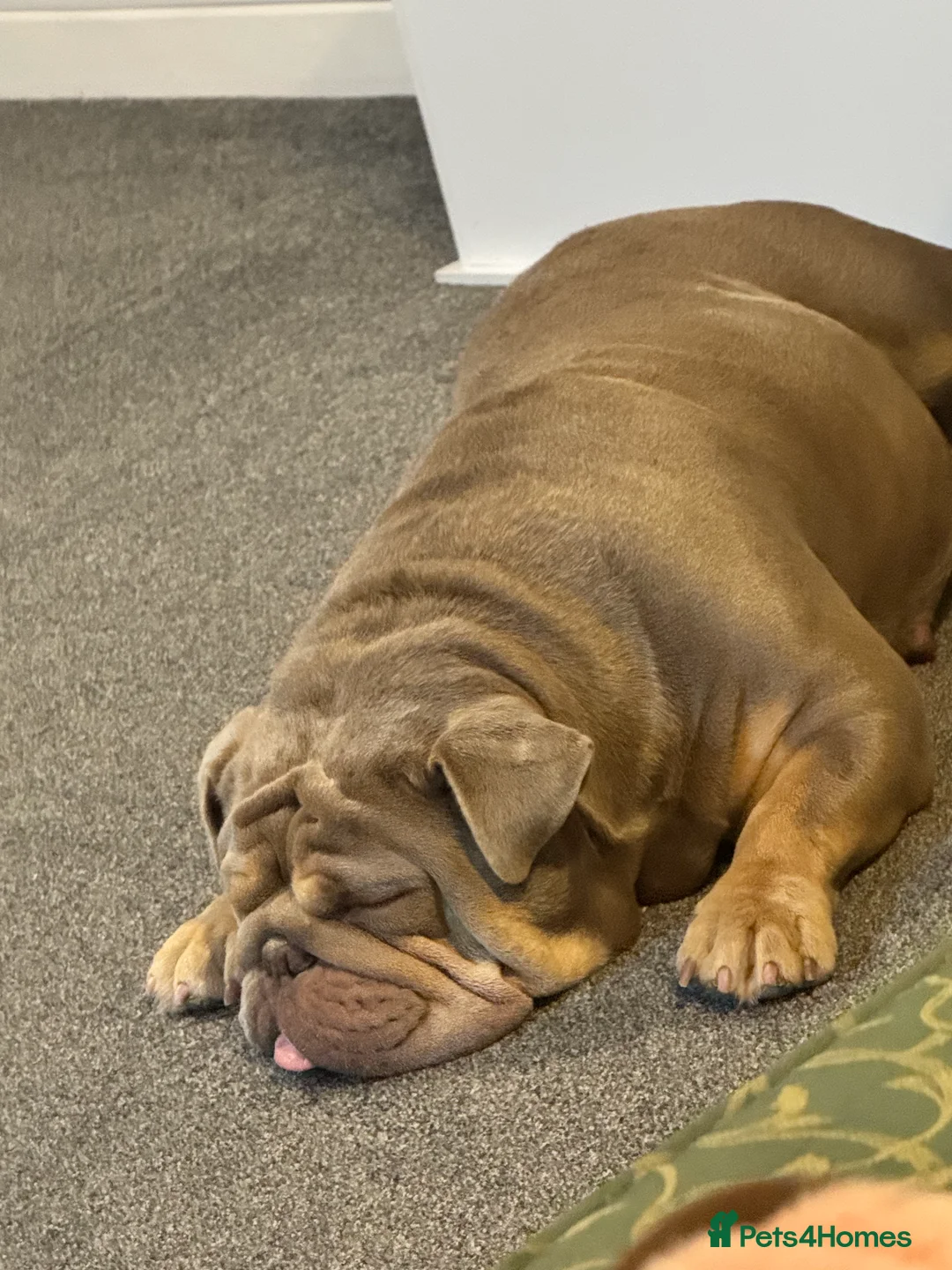 English Bulldog dogs for sale: Beautiful female pedigree bulldog  - Advert 2