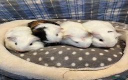 Guinea Pig rodents for sale: Lots of lovely baby guinea pigs - Image 14