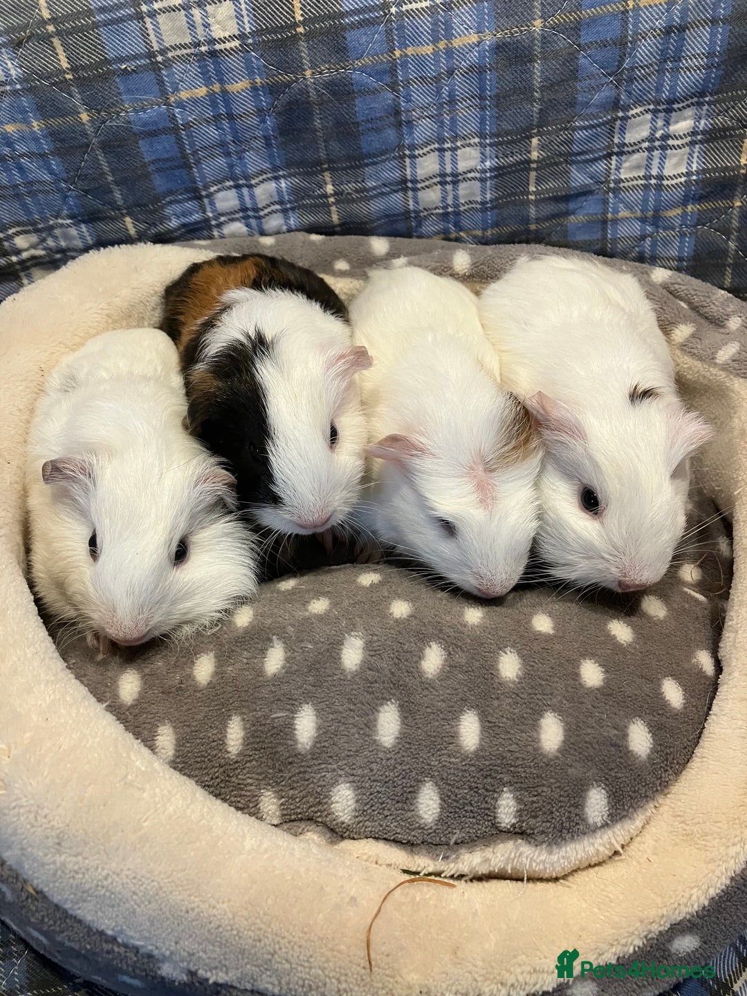 Guinea Pig rodents for sale: Lots of lovely baby guinea pigs - Image 14