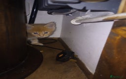 Maine Coon cats for sale: I have Beautiful healthy maicoon XL  - Image 23