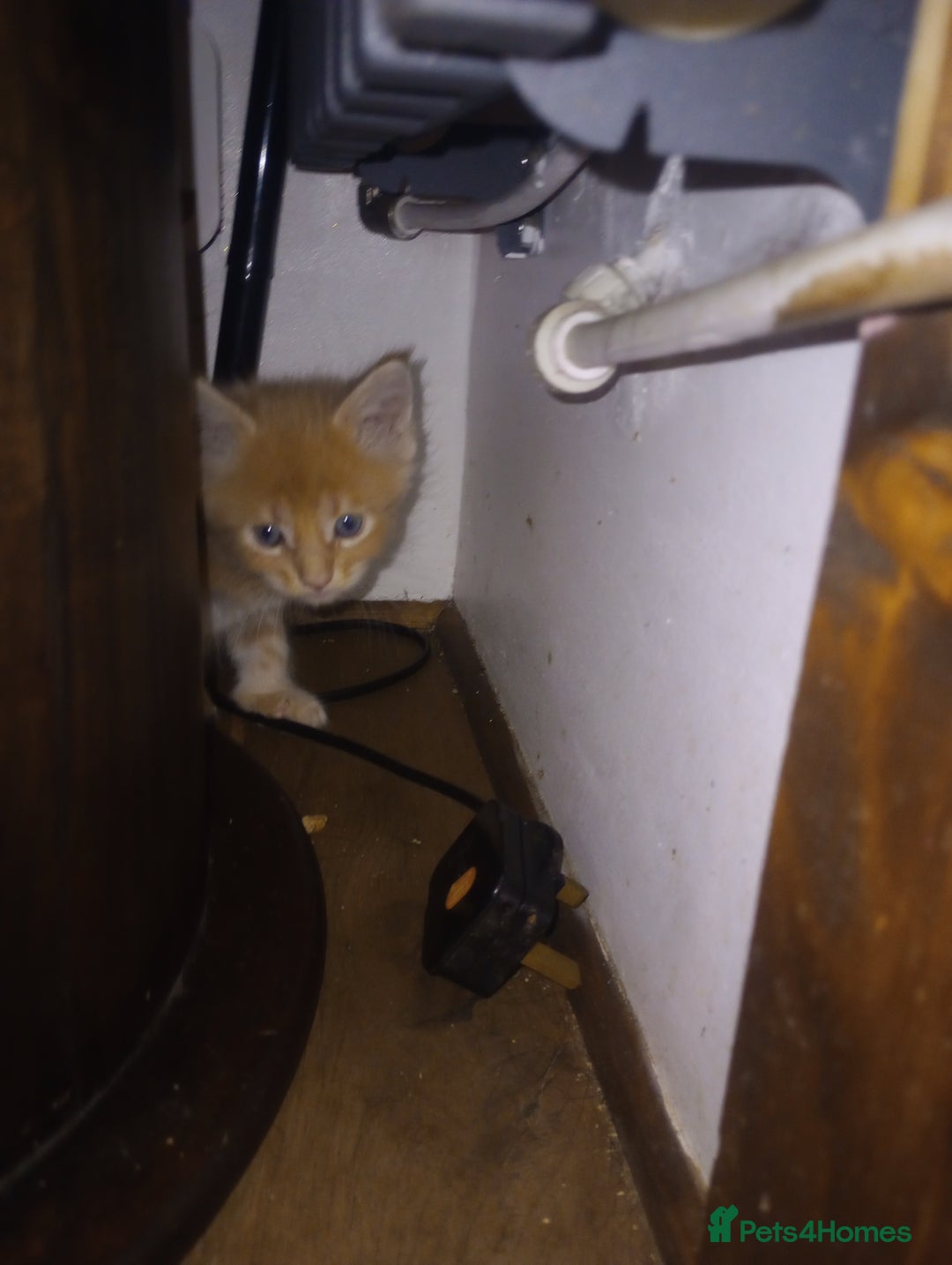 Maine Coon cats for sale: I have Beautiful healthy maicoon XL  - Image 23