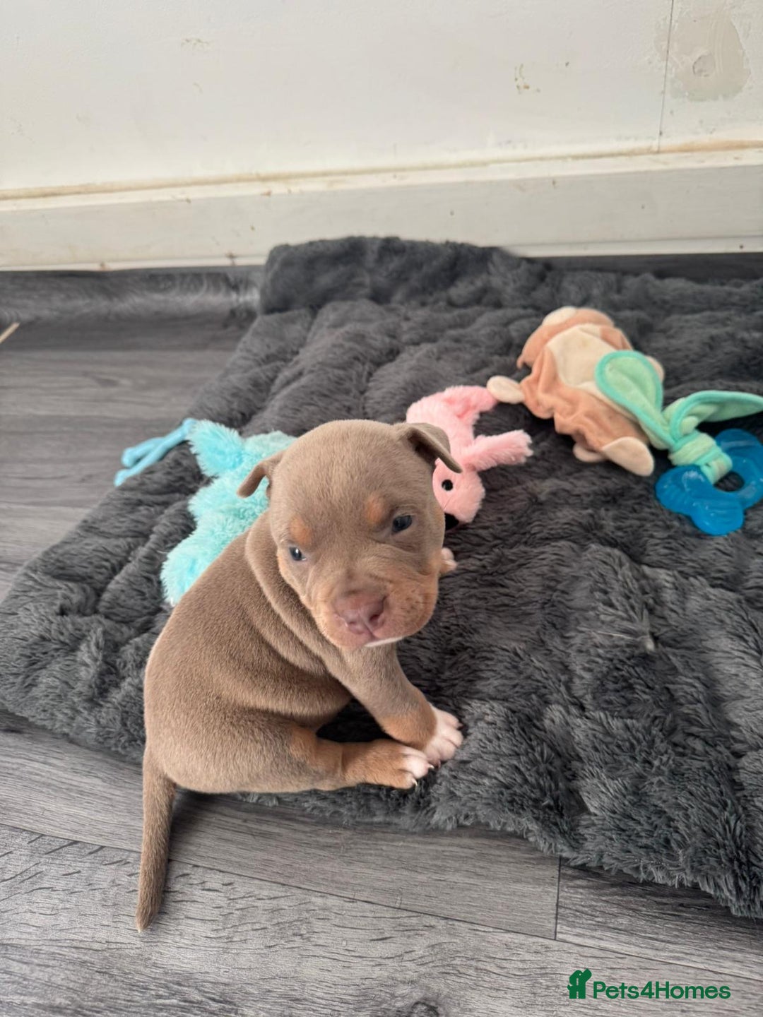 American Bully dogs for sale: Beautiful little pocket bullies for sale - Advert 4