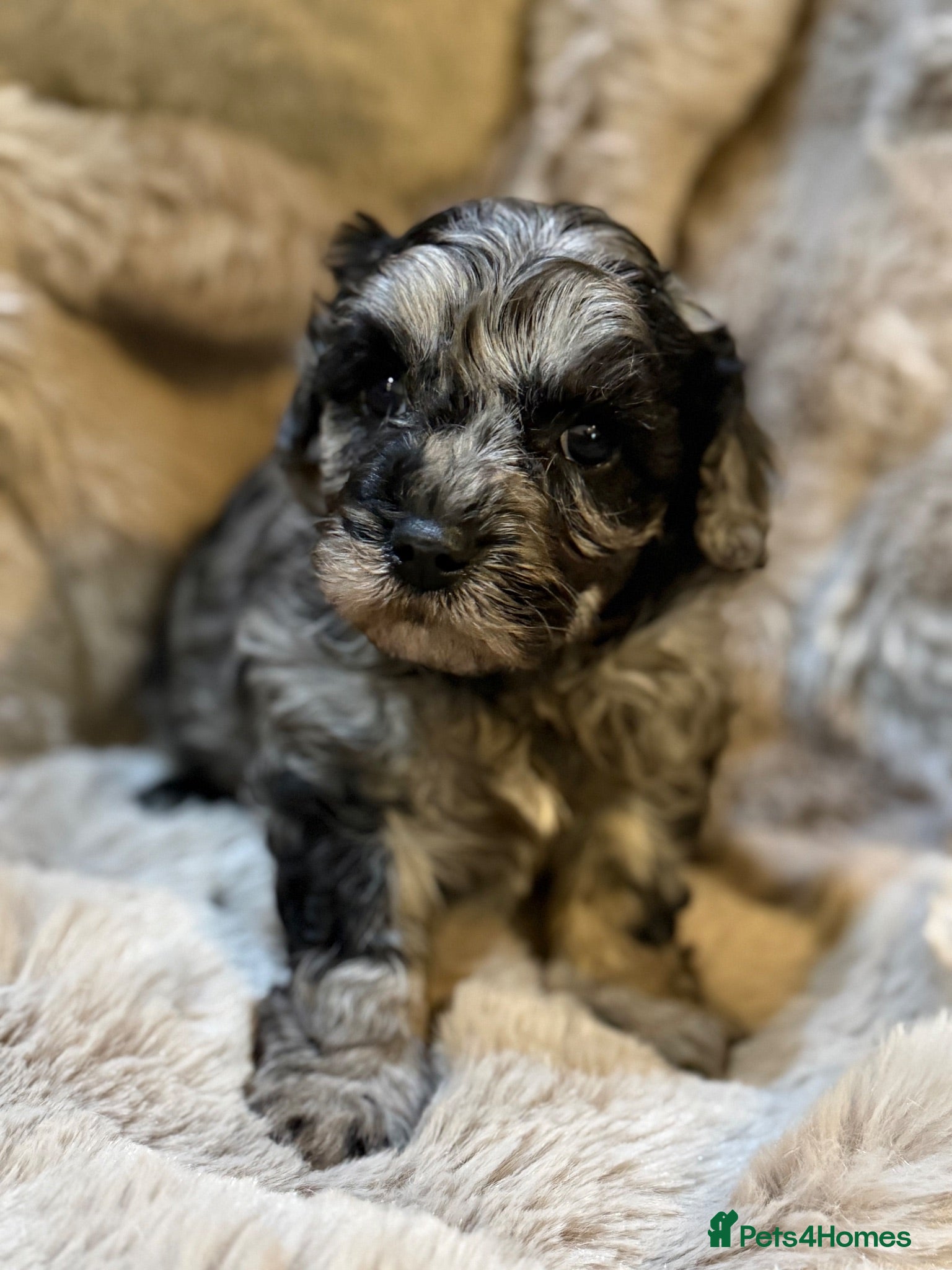 Cavachon dogs Stunning Cavapoochon  - Advert 1