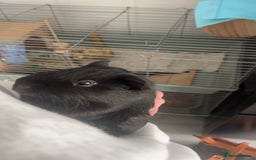 Guinea Pig rodents for sale: 2 male guinea pigs for sale - Image 2