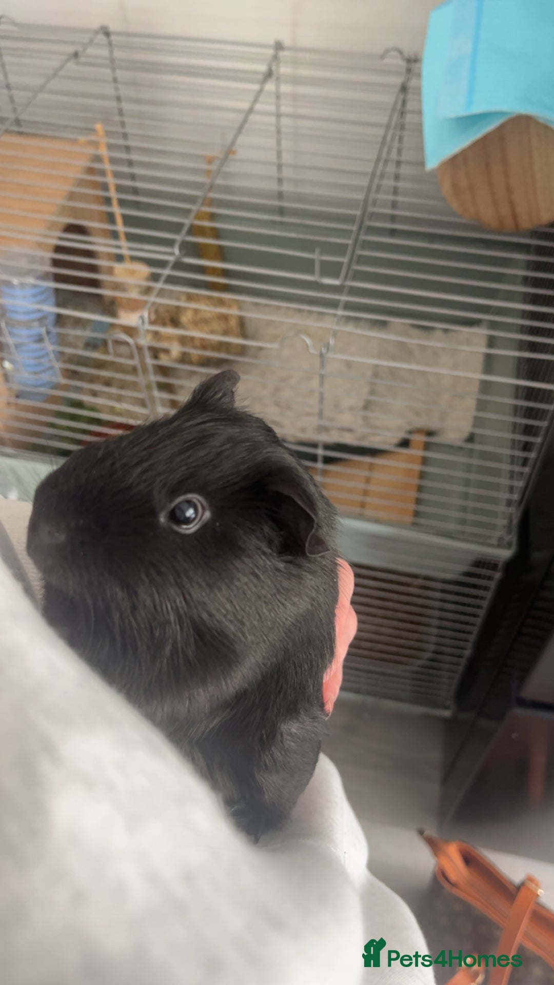 Guinea Pig rodents for sale: 2 male guinea pigs for sale - Image 2