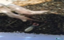 Scorpions invertebrates for sale: 2 vinegarrons - Advert 2