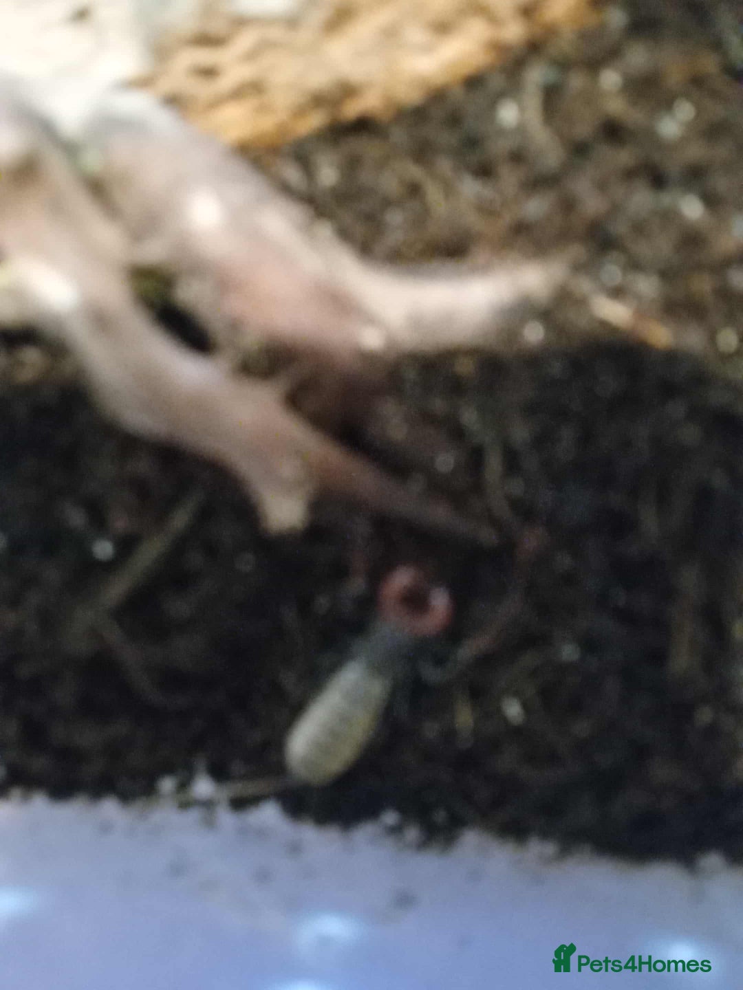 Scorpions invertebrates for sale: 2 vinegarrons - Advert 2