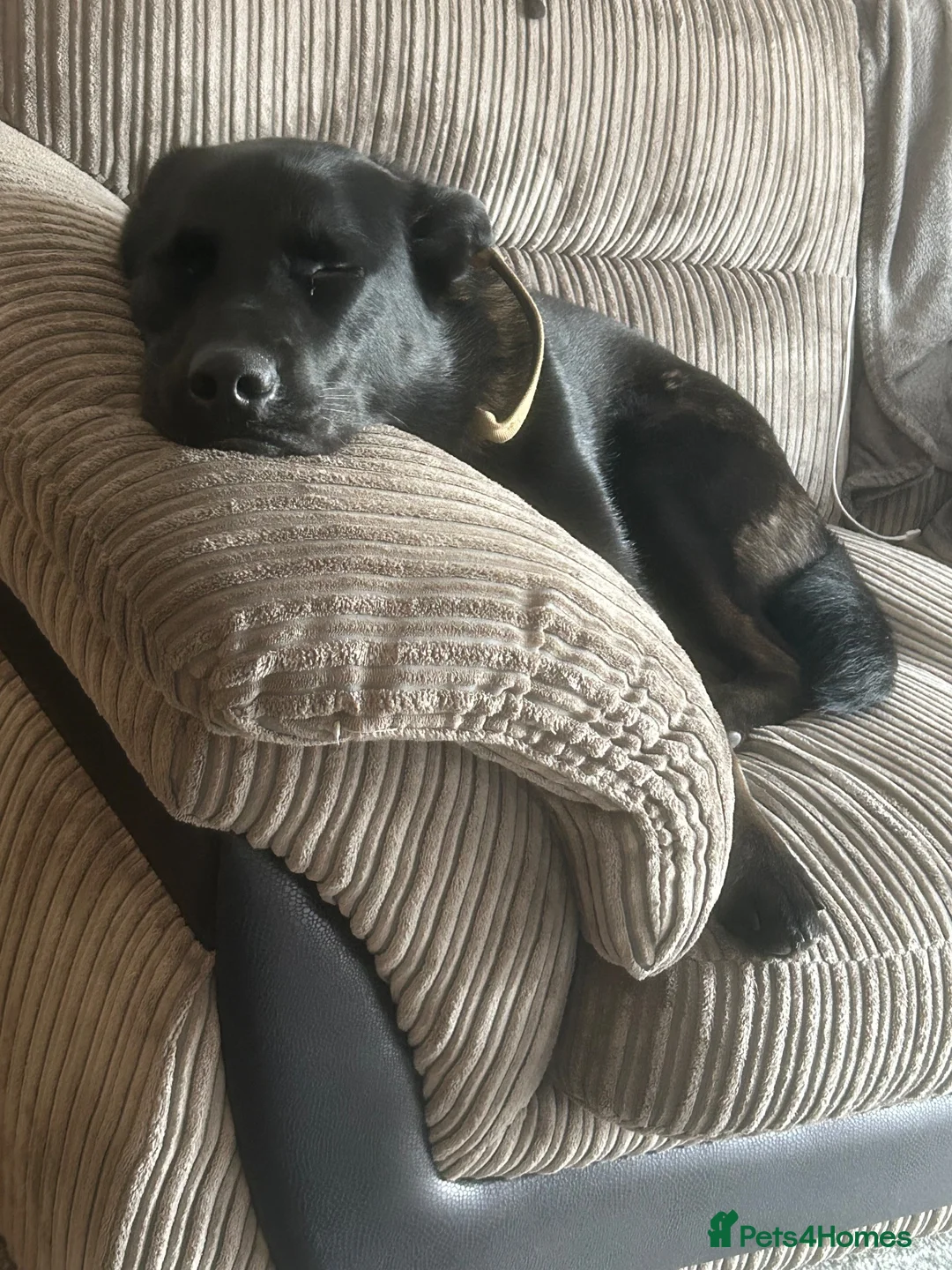Mixed Breed dogs for sale: Frank lab x husky - Advert 1