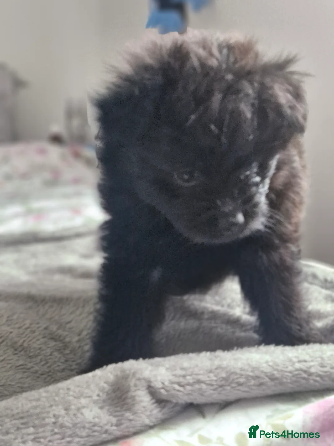 Pomapoo dogs for sale: ✨ Beautiful Pomapoo Puppies – 1,600 ✨ - Advert 9