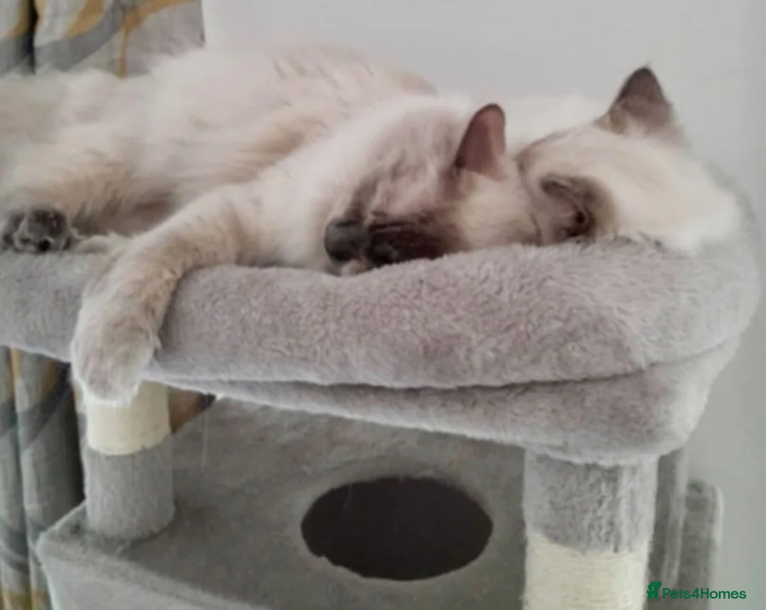 Ragdoll cats for sale: 2 ragdolls - Advert 8